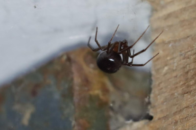IMG_9203-2 Grote steatoda.JPG