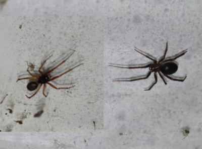 IMG_9185-2 Grote steatoda man en vrouw.jpg