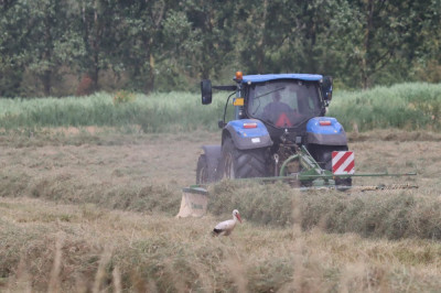 IMG_9135-2 Ooieveer gebruikt de maaiwerkzaamheden.JPG