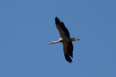 IMG_7454-2 Ooievaar.JPG