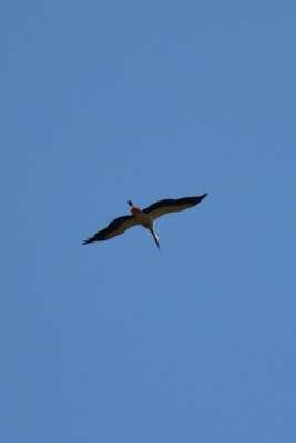 IMG_7442-2 Ooievaar.JPG