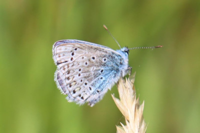 IMG_7090-2 Icarusblauwtje.JPG