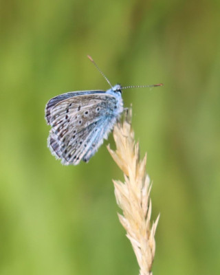IMG_7086-2 Icarusblauwtje.JPG