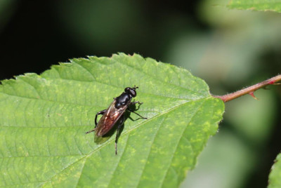 IMG_8817-2 Bloedrode bladloper.JPG