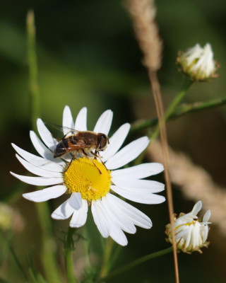 IMG_8729-2 Onvoorspelbare bijvlieg (Eristalis similis).JPG