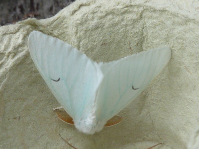 2018 Zwarte-l-vlinder 3.JPG