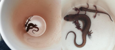 IMG_20240702_080406-2 Kleine watersalamander.jpg