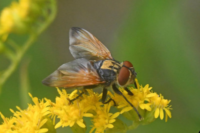 Phasia aurigera ♂