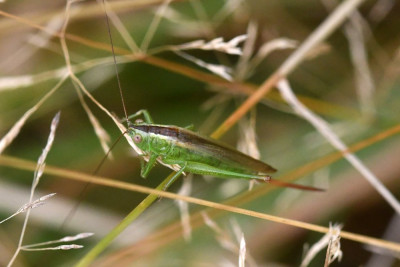 Zuidelijk spitskopje ♀