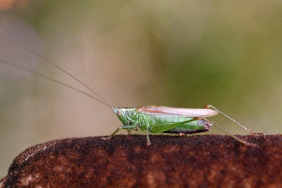 Zuidelijk spitskopje ♂