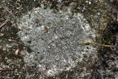 Rond dambordje