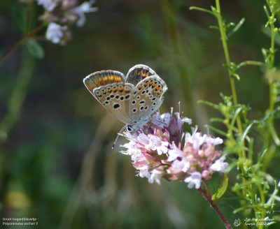 Groot tragantblauwtje - Polyommatus escheri - Espot - Spanje.