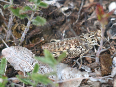 IMG_3189-2 Rosevleugelsprinkhaan (Calliptamus italicus).jpg
