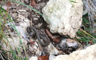 IMG_2305-2 Geelgroene toornslang (Hierophis viridiflavus).jpg