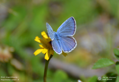 Groot tragantblauwtje - Polyommatus escheri - Nus - Italië
