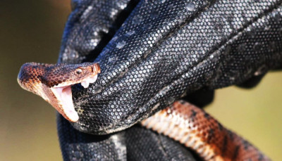 IMG_2386-2 Aspisadder (Vipera aspis).jpg