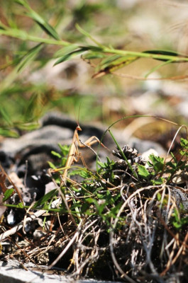 IMG_2516-2 Europese bidsprinkhaan (Mantis religiosa).jpg