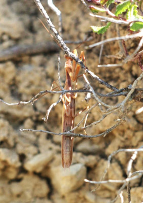 IMG_2513-2 Europese bidsprinkhaan (Mantis religiosa).jpg