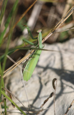 IMG_2505-2 Europese bidsprinkhaan (Mantis religiosa).jpg