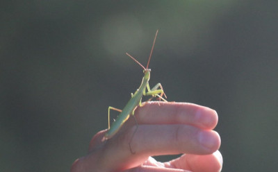 IMG_2418-3 Europese bidsprinkhaan (Mantis religiosa).jpg