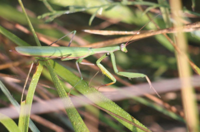 IMG_2404-2 Europese bidsprinkhaan (Mantis religiosa).jpg