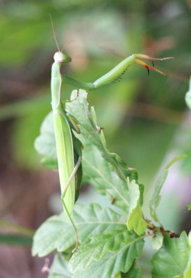 IMG_2272-2 Europese bidsprinkhaan (Mantis religiosa).jpg