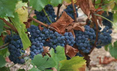 IMG_2057-2 Druiven Pinot noir.jpg
