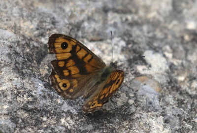 IMG_2330-2 Argusvlinder (Lasiommata megera).jpg
