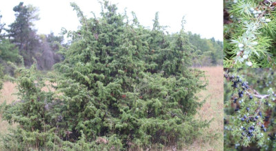 IMG_2104-2 Jeneverbes (Juniperus communis).jpg