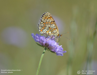 Knoopkruidparelmoervlinder - Melitaea phoebe - Espot - Spanje