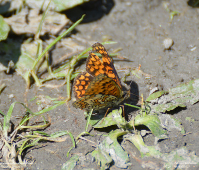 Knoopkruidparelmoervlinder - Melitaea phoebe - Nus - Italië