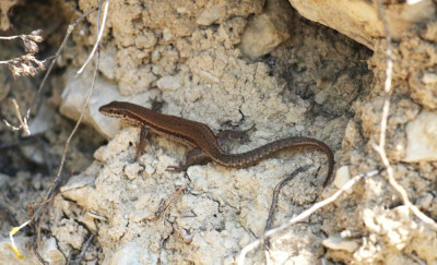 IMG_2526-2 Muurhagedis (Podarcis muralis).jpg