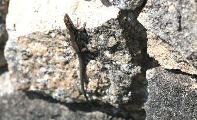 IMG_2657-2 Muurhagedis(Podarcis muralis).jpg