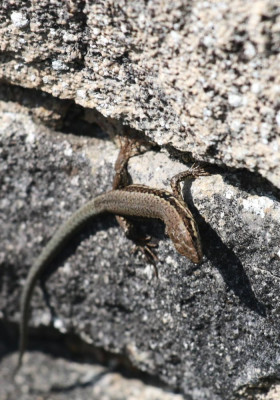 IMG_2660-2 Muurhagedis(Podarcis muralis).jpg