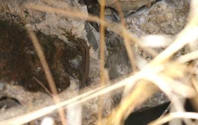 IMG_2699-2 Muurhagedis (Podarcis muralis).jpg