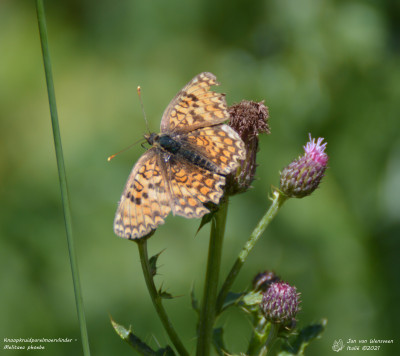 Knoopkruidparelmoervlinder - Melitaea phoebe - Nus - Italië