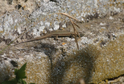 IMG_2701-2 Muurhagedis (Podarcis muralis).jpg