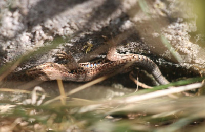 IMG_2703-2 Muurhagedis (Podarcis muralis).jpg