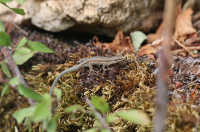 IMG_3265-2 Muurhagedis (Podarcis muralis).jpg