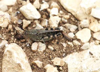 IMG_2278-2 Blauwvleugelsprinhaan (Oedipoda caerulescens).jpg