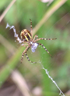 IMG_2173-2 Tijgerspin (Argiope bruennich).jpg