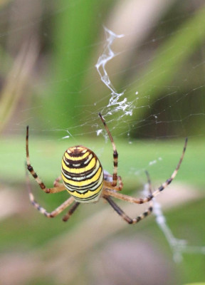 IMG_2174-2 Tijgerspin (Argiope bruennich).jpg