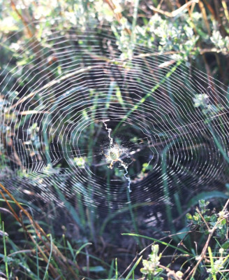 IMG_2362-2 Tijgerspin (Argiope bruennich).jpg
