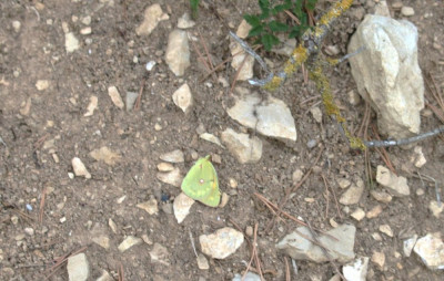 IMG_2070-2 Oranje luzernevlinder (Colias crocea).jpg