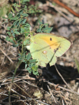 IMG_2606-2 Oranje luzernevlinder (Colias croceus).jpg