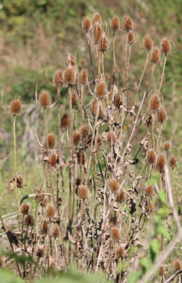 IMG_2544-2 Kaardebol (Dipsacus fullonum).jpg