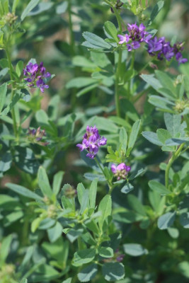 IMG_2670-2 Luzerne (Medicago sativa).jpg