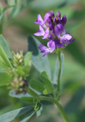 IMG_2671-2 Luzerne (Medicago sativa).jpg