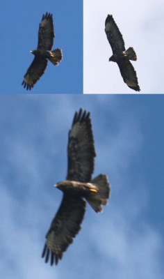 IMG_2694-2 Buizerd (Buteo buteo).jpg