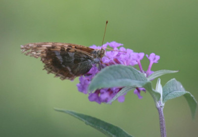 IMG_2807-2 Keizersmantel (Argynnis paphia).jpg